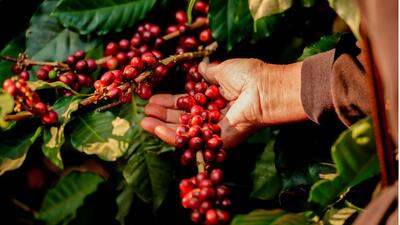 Closeup Arabica Coffee Berries On Tree Stock Photo (Edit Now) 1662483487 (shutterstock.com) 